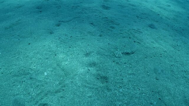 flat flounder fish swim on sand underwater perfect camoufflage
