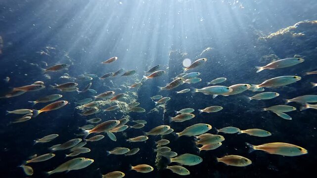 School of small salema porgy swim underwater in sunlit ocean waters