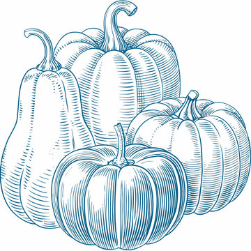 Pumpkins And Gourds A Detailed Blue Line Engraving Illustration