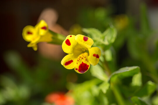Yellow and red speckled Mimulus flower also known as Common Monkey Flower in full bloom, lit by natural sunlight