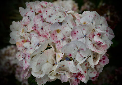 flores de colores y patrones