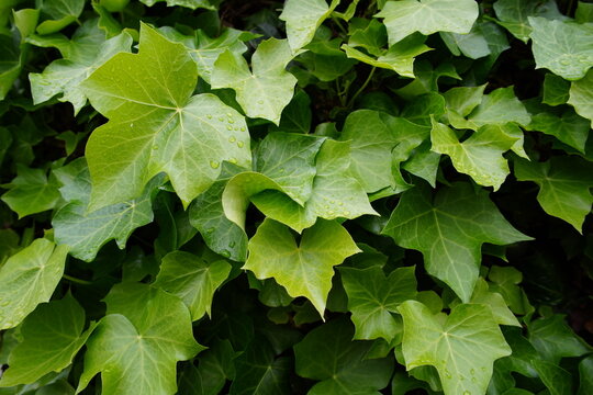 patrones de hojas verdes
