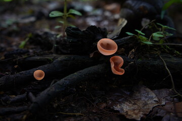 hongos de la amazonia  © Rafael