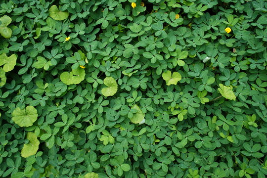 patrones de hojas verdes
