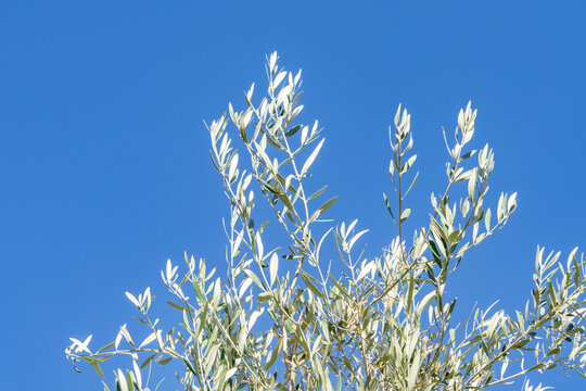 Olive (Olea europaea, European olive) is a species of subtropical evergreen tree in the family Oleaceae. Las Vegas Strip, Clark County, Nevada. Basin and Range Province, Mojave Desert. Caesars Palace
