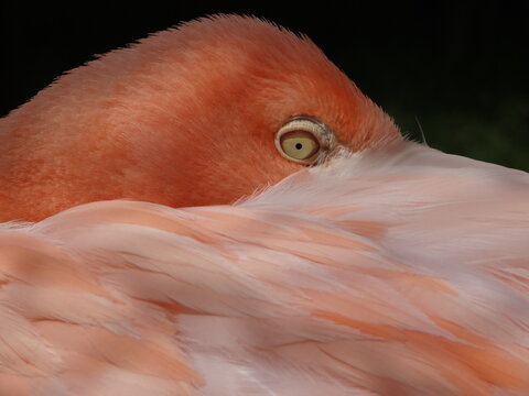 mirada de flamenco rosado 