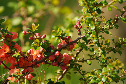Japanese quince, or Chaenomeles, grows in Lithuania. Glossy orange flowers have bloomed on a sunny spring day against the background of green leaves and grass.