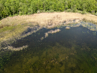 Naklejka premium Bird's eye aerial view of a small woodland pond surrounded by reeds and marsh vegetation. The greenish-yellow water is encircled by an extensive wetland plant zone, with dense deciduous forest visible
