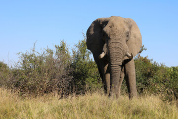 Fototapeta premium Afrikanischer Elefant / African elephant / Loxodonta africana
