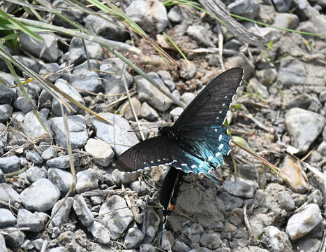 Blue and Black Butterfly