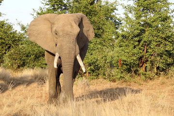 Fototapeta premium Afrikanischer Elefant / African elephant / Loxodonta africana