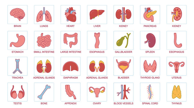 Human Body Organs Medical Illustration.