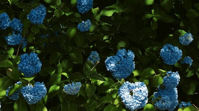  Closeup of blue hydrangea flowers 
