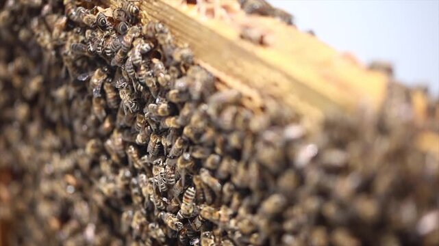 Honey bees start working with the arrival of spring.
