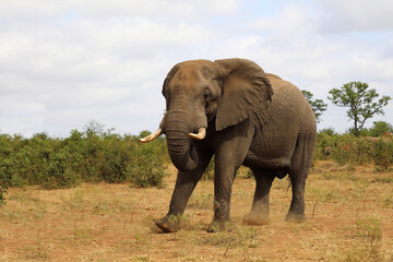 Fototapeta premium Afrikanischer Elefant / African elephant / Loxodonta africana