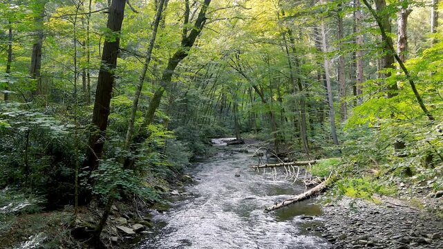 Mountain stream flowing through a lush green forest in Appalachian Mountains