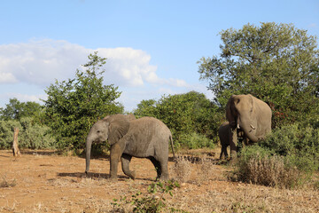 Fototapeta premium Afrikanischer Elefant / African elephant / Loxodonta africana