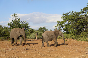 Obraz premium Afrikanischer Elefant / African elephant / Loxodonta africana