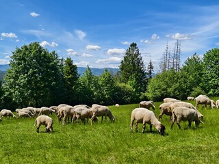 Fototapeta premium flock of sheep on a mountain pasture