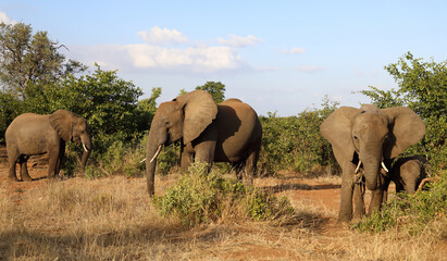 Obraz premium Afrikanischer Elefant / African elephant / Loxodonta africana