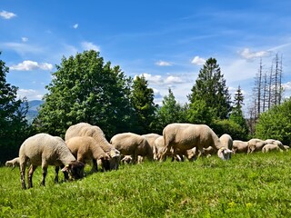 Fototapeta premium flock of sheep on a mountain pasture
