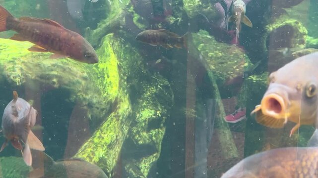 Common carp Cyprinus carpio swimming in freshwater habitat with algae covered aquatic plants and rocks. Freshwater fish species native to rivers and lakes of Europe and Asia.