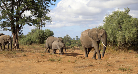 Obraz premium Afrikanischer Elefant / African elephant / Loxodonta africana