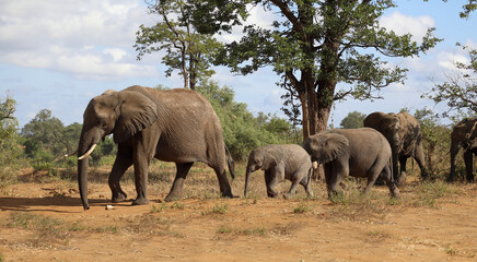 Fototapeta premium Afrikanischer Elefant / African elephant / Loxodonta africana