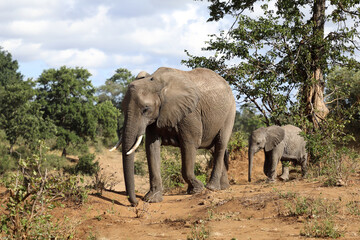 Fototapeta premium Afrikanischer Elefant / African elephant / Loxodonta africana