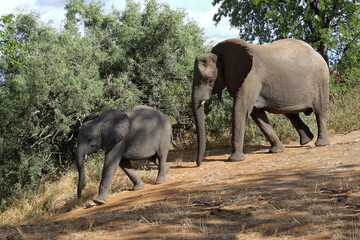 Fototapeta premium Afrikanischer Elefant / African elephant / Loxodonta africana