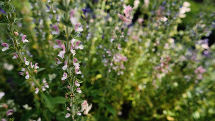 Obraz premium Salvia horminum with tall, branched stems and multicolored flowers, growing in a Siberian plant nursery. This vibrant sage from the mint family thrives in dry soils and full sun.