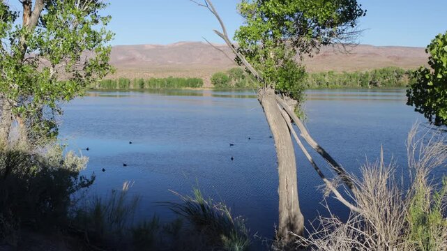 Coots swim in the lake at dawn at Pahranagat National Wildlife Refuge in Nevada