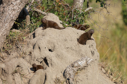 S&uuml;dliche Zwergmanguste auf Termitenh&uuml;gel / Dwarf mongoose at Termit's nest / Helogale parvula