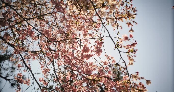 Sun flare through silhouetted cherry blossom tree in the spring - steady cam low shot