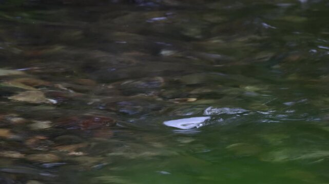 D&ouml;bel beim Laichen im flachen Wasser eines Waldbachs