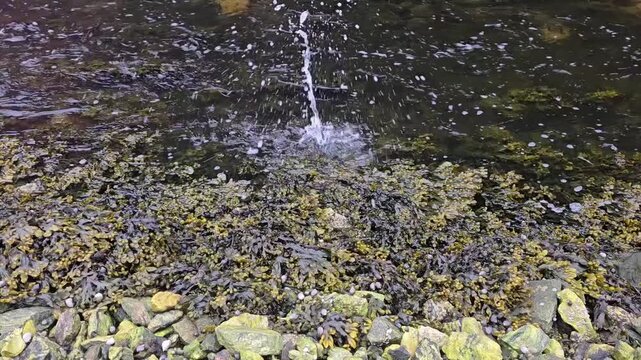 Rebbles fall intj the flowing river. Norway. May 2026