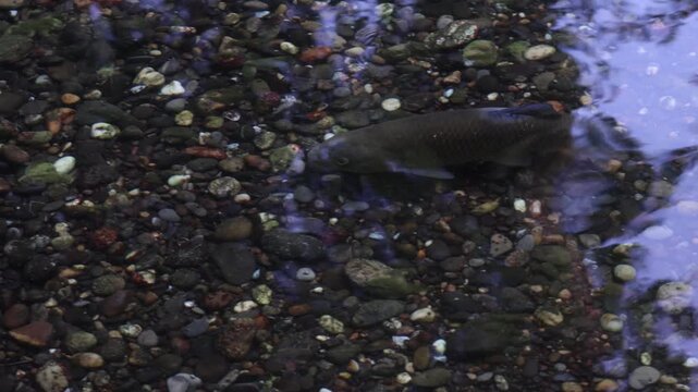 D&ouml;bel beim Laichen im flachen Wasser eines Waldbachs