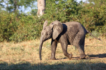 Fototapeta premium Afrikanischer Elefant / African elephant / Loxodonta africana