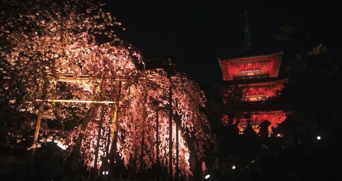 Glowing spring cherry blossom trees and tall, ancient Japanese tower at night, low shot