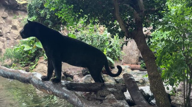 Black jaguar Panthera onca stands on tree trunk near water with Ficus benjamina foliage. Natural habitat includes Amazon rainforest and tropical forests of Central and South America.