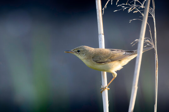 marsh warbler male perched on reed stem