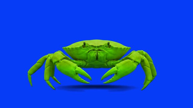 A front-facing 3D render of a vibrant green crab moving its pincers against a solid blue backdrop. Perfect for beach restaurant promotions, sea-themed overlays, and creative digital video editing.