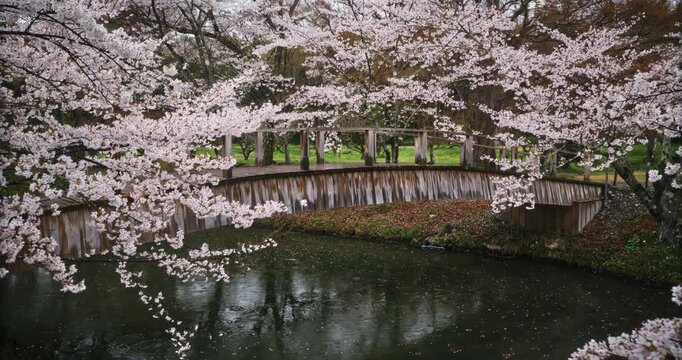 Energetic child running across Japanese stream bridge with surrounding spring cherry blossoms, steady cam forward shot
