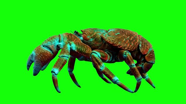 A detailed 3D animation of a realistic textured blue and orange coconut crab crawling in a side profile view. This green screen asset is designed for nature documentaries, wildlife educational content