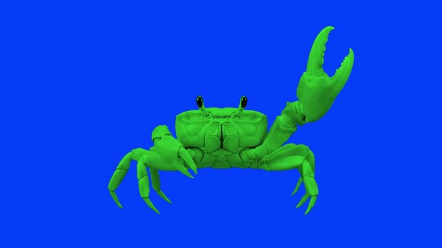 A bright green crab stands facing forward and raises its large claw defensively against a solid blue backdrop. This pre-keyed 3D animal animation is excellent for children's content, marine educationa