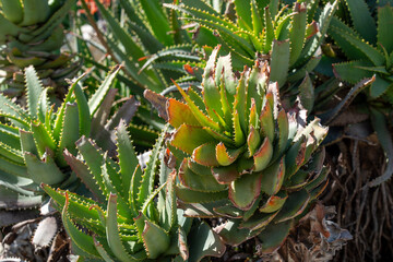 Obraz premium Detailed view of thick, fleshy succulent leaves with serrated edges, highlighting natural patterns, rugged textures, and survival adaptations in a botanical setting.