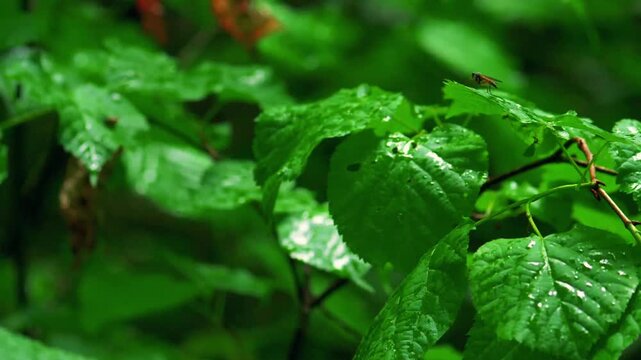 Orange snipe fly (Rhagionidae) perching on wet green linden leaves covered in raindrops; conceptual for woodland ecology, macro insect behavior, and seasonal forest biodiversity
