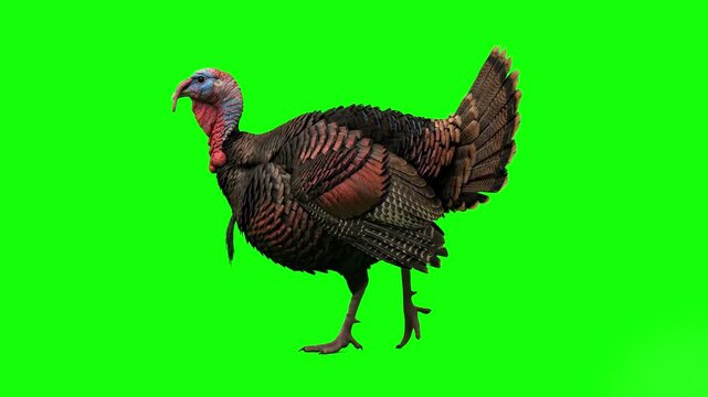 A realistic 3D animated model of a domestic turkey walking across the frame against a green screen. Perfect for farm-themed projects, Thanksgiving content, or educational agricultural videos.