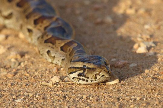 S&uuml;dlicher Felsenpython / Southern African rock python / Python natalensis