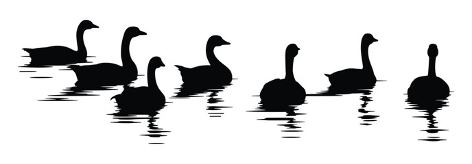 Swan Silhouettes on Water: A group of swans in silhouette glides across a tranquil body of water. graphic element, water reflection, nature scene, elegant animal, outdoor graphic. © Jibit